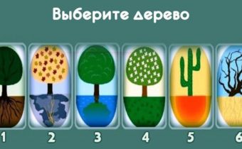 Тест: выберите дерево