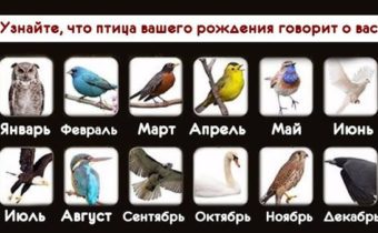 Узнайте, что птица вашего рождения говорит о вас