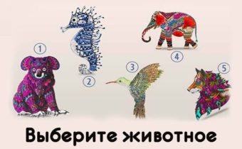 Тест: выберите животное и узнайте новое о себе