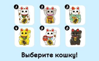 Выберите кошку, которая вас больше привлекает