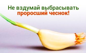 Никогда не выбрасывайте проросший чеснок