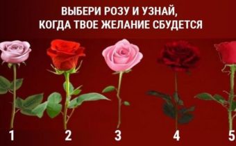 Сбудется ли моё желание? На вопрос ответит роза