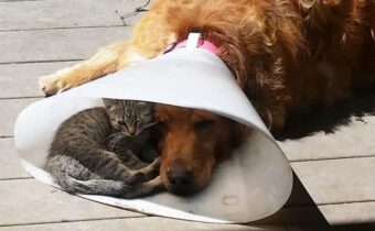 Я — кот, и мне так удобно: 14 котов в самых неожиданных местах