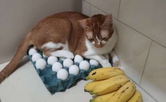 10 фотографий животных, которые сумели достать всех окружающих
