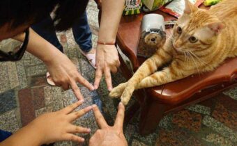 12 весёлых котов, которые уже рассмешили своих хозяев