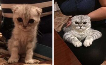 Фотографии в стиле «из котенка в котяру»: детство и сейчас