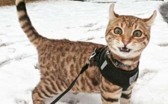 10 эмоциональных кадров людей и животных, которые первый раз увидели снег