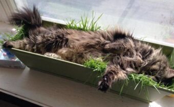 11 котов, которые спят в неожиданных местах