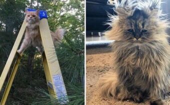 12 ситуаций из жизни котов, которые очень похожи на нас