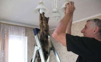 11 котов, которые всегда готовы помогать хозяину