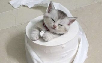 Эти милые животные такие смешные, когда спят