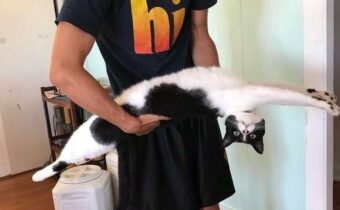 Когда на котиков нашло смешное «безумие»: 12 фото