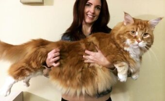 14 обычных вещей, которые удивили своими большими размерами