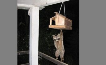 12 провальных, но смешных фотографий дикой природы
