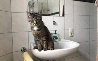 Плохие котики, главная цель которых разрушать и всё портить