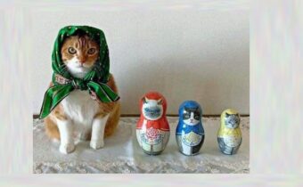 Кошки, завернулись в платки: выглядят как милые бабушки
