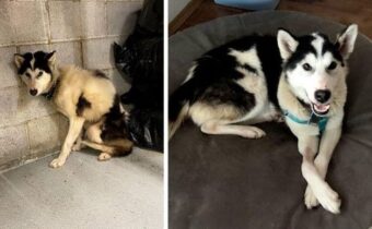 12 животных, которые были бездомными, но добрые люди подарили им свою любовь