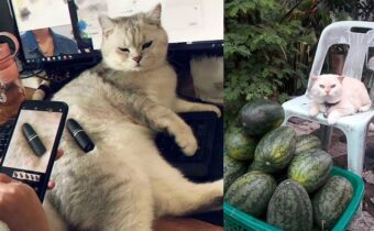14 трудолюбивых котиков, у которых есть работа
