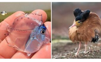 15 увлекательных фотографий животных, которые удивляют своим необычным видом и историями