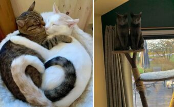 14 милых фотографий кошек, которые показывают их дружбу