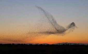 12 увлекательных фотографий животных, которые мало кто видел
