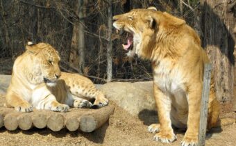 12 абсурдных вещей, которые люди услышали от других, и это смешная чепуха
