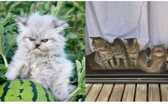 Недовольные и серьезные, но забавные кошки