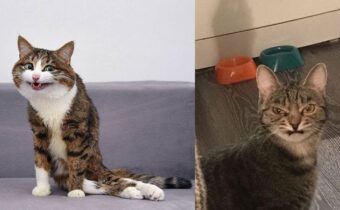 14 кошек, которые слишком плохо и смешно получились на фото