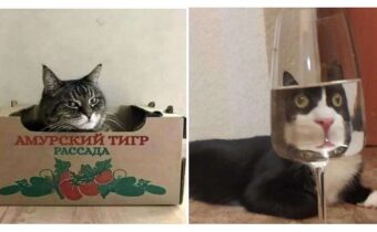 14 фото котиков для настроения