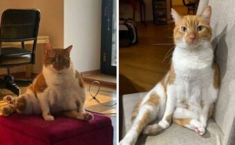 Питомцы, которые похудели и престали быть мохнатыми пузатиками