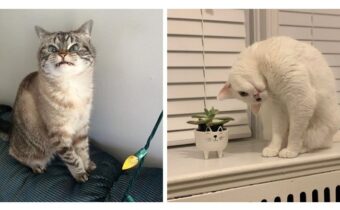 Кошки, чьи смешные выходки веселят хозяев