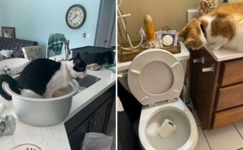 Котики – это не только мур-мур-мур, но и дом вверх дном