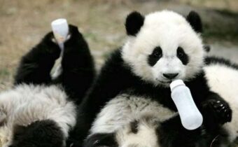 Почему детеныши панд — одни из самых любимых животных на Земле