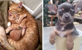Питомцы, которые умеют быть очень милыми