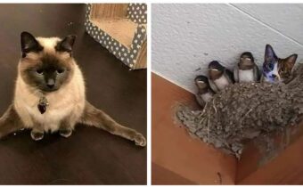 Веселые фото с котами, которые смешат и умиляют одновременно