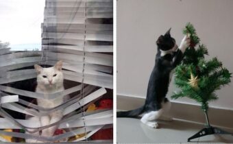 Эти кошки, как пушистые демоны, которые хотят все портить