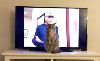 Снимки котиков, которым должно быть стыдно, но вы не на тех нарвались