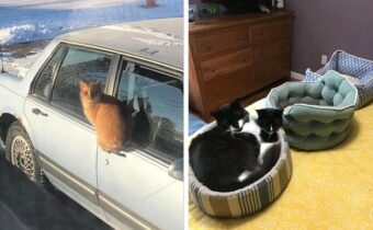 Необъяснимые, но весёлые поступки котиков – 12 фото