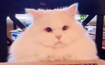 12 смешных фотографий, в которых вся суть котов