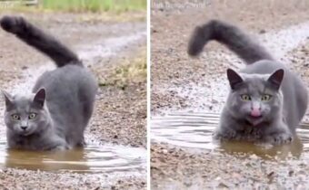 Весёлые и странные игры кошек