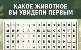 Какое животное вы увидели первым? Психологический тест раскроет вашу главную внутреннюю силу
