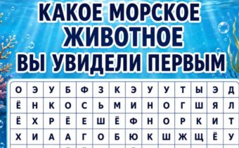 Какое морское животное вы увидели первым? Психологический тест покажет, что сейчас происходит у вас внутри
