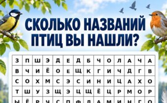 Тест на внимание: найдите птиц за полминуты и узнайте, насколько быстро работает ваш визуальный поиск