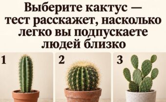 Выберите один из 9 кактусов – и узнайте, что помогает вам открываться людям, а что заставляет держать дистанцию